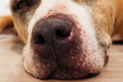 Ontstaat de kale neus bij je hond door schuren?