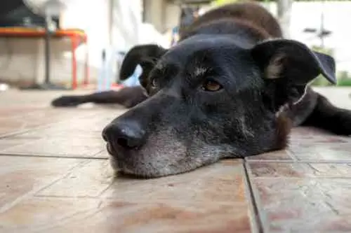 Oudere hond die stijf overeind komt