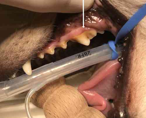 Tandvleesontsteking bij de hond boven de scheurkies waarop tandsteen zit. 