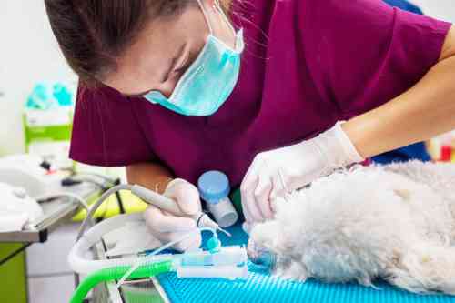 Dierenarts verwijdert tandsteen bij een hond terwijl deze onder narcose is. 