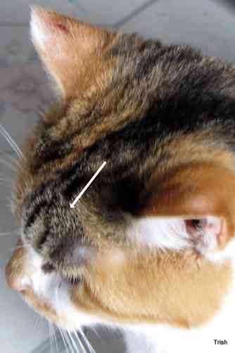 Een kat met een abces op zijn voorhoofd