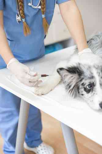 Er wordt bloed afgenomen door een dierenarts van een hond