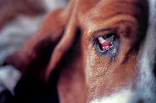 Wat is het probleem dat je aan de oogleden van je hond ziet?