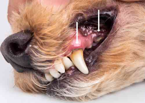 Hond heeft op tandvlees ontsteking als gevolg van tandsteen op de plekken die met een pijn aangegeven staan. 