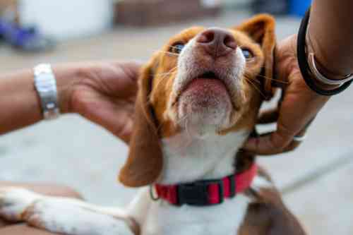 Staat de onderkaak van je hond recht onder de bovenkaak?
