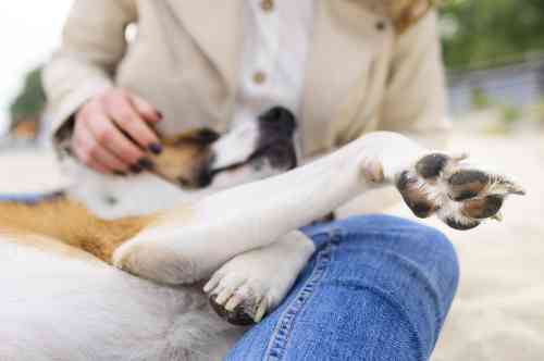 Is je hond op dit moment bij bewustzijn?