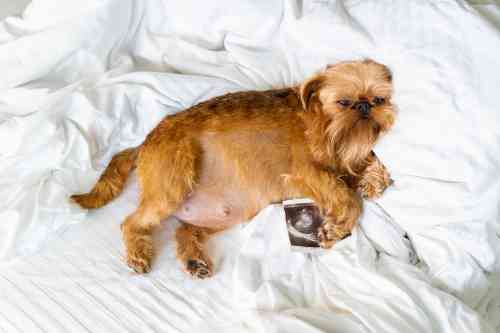 Hond met dikke bolle buik ligt op een bed te rusten