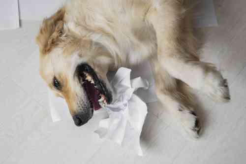 Heeft je hond ook een snotneus?