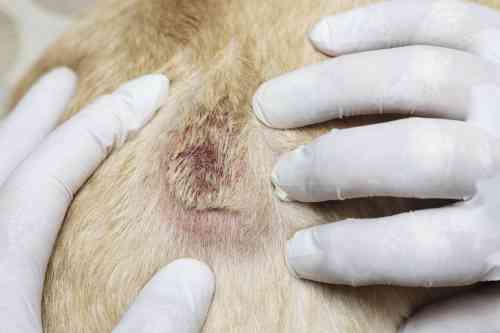 Hotspot bij een labrador retriever die al deels geschoren is en waarbij je de kapotte huid goed ziet. 