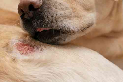 Hotspot hond – De beste behandeling zonder dierenarts