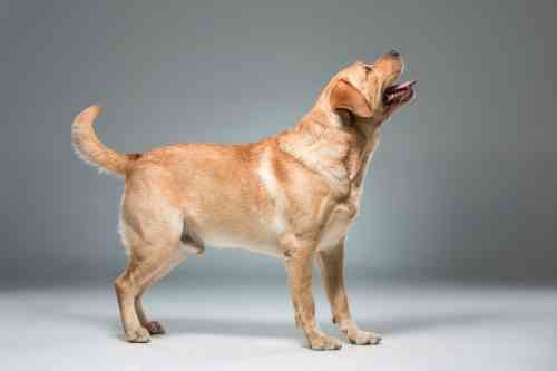 Welk lichaamsdeel van je hond bevat het probleem?