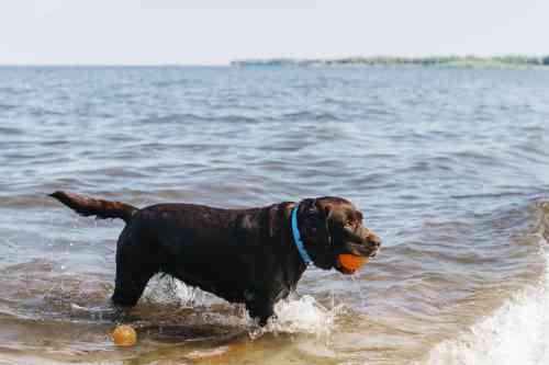 labrador speelt met een bal in het water