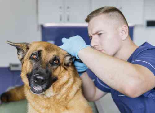 Welk probleem zie je aan de gehoorgang van je hond?