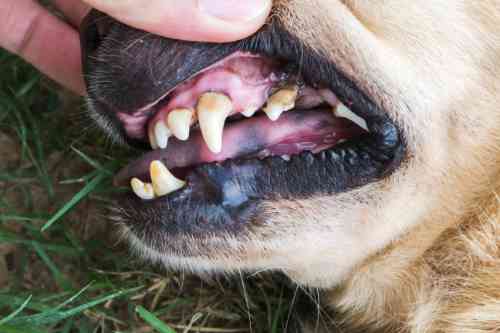 Tandsteen bij een hond