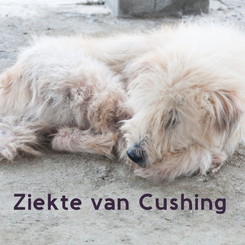 Malteser hondje met de ziekte van cushing