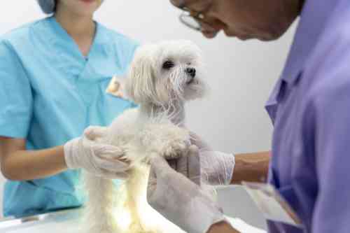 Hond met een afgebroken nagel wordt onderzocht door een dierenarts. 