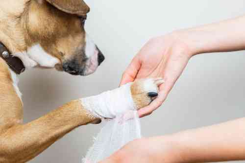 Hond krijgt een verband om zijn poot om bloeden tegen te gaan. 