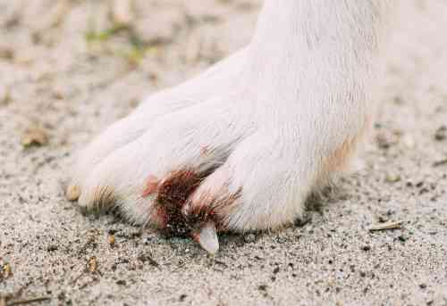 Poot van een hond waarvan een nagel afgebroken is en bloedt.