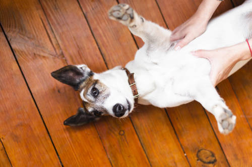 Hond met een harde botachtige bult op zijn borstbeen wordt onderzocht door zijn eigenaar. 