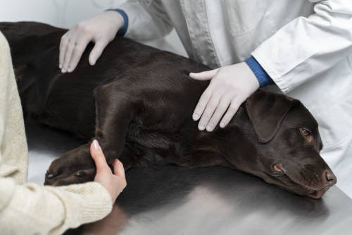 Hond met een botachtige bult op zijn ribben wordt onderzocht door een dierenarts. 