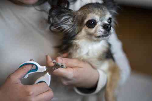 De nagels van een klein hondje worden geknipt