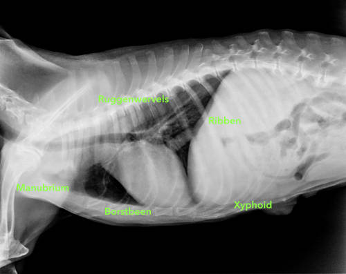 rontgenfoto van een hond waarop geschreven staat waar de ribben, de ruggenwervels, het borstbeen en de uitsteeksels zich bevinden.