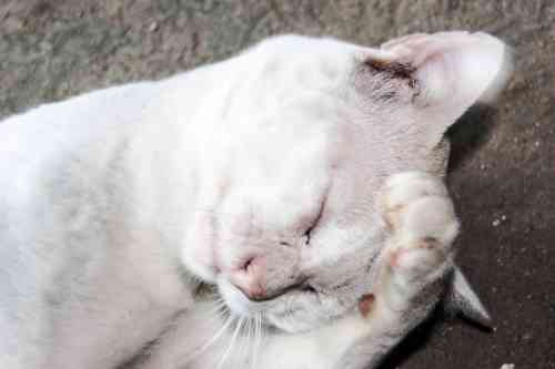Witte kat met oormijt in zijn oren.
