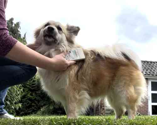 Er wordt een chip afgelezen bij een ijslandse hond die gevonden werd zonder eigenaar.