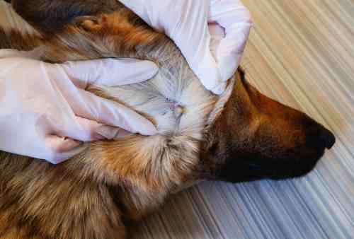 Hond heeft een teek op zijn wang zitten die de dierenarts zal gaan verwijderen. 