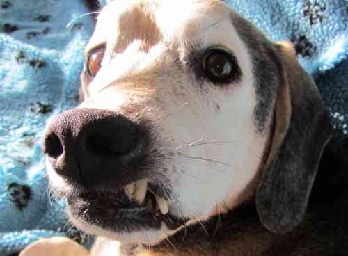 Hond met een scheve bek als gevolg van een gebroken kaak