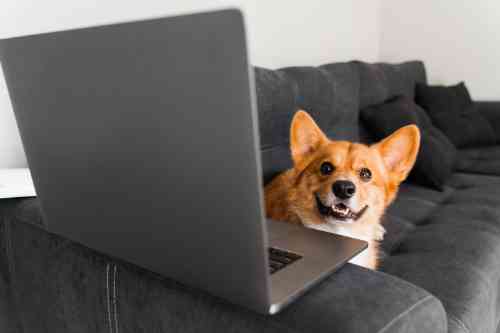 Hond zoekt informatie op in de kennisbank van dierenkliniek online