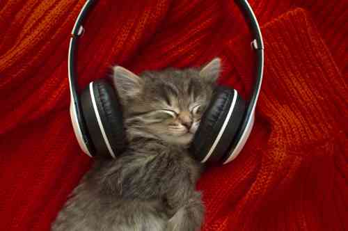 Kat luistert naar vuurwerkgeluiden via een koptelefoon en slaapt er lekker rustig bij. 