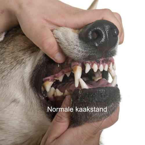 Normale stand van de onderkaak en bovenkaak bij een hond