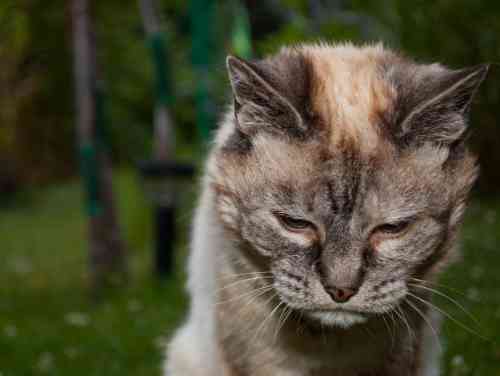 Oude kat heeft een depressieve blik in zijn ogen als gevolg van dementie