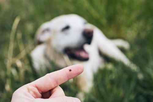 Vinger met een teek op de voorgrond, met onscherp op de achtergrond een hond waar de teek vanaf gehaald werd. 