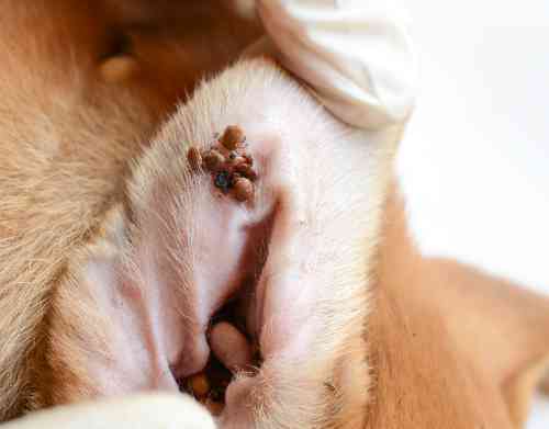 Close-up van meerdere teken in het oor van een hond.