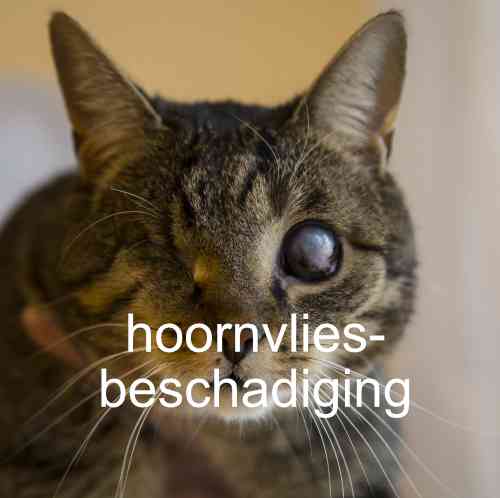 hoornvlies beschadiging kat