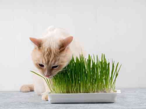 Kat eet gras om te gaan overgeven.