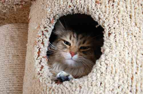 Kat voelt zich ziek en verstopt zich daarom in een holletje.