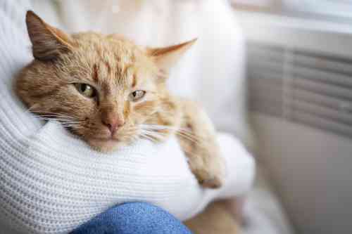 Kat voelt zich ziek en ligt in de armen van zijn eigenaar. 