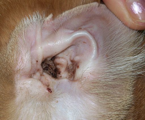 Overmatige hoeveelheid bruin korrelig oorsmeer in het oor van een met oormijt besmette kat.