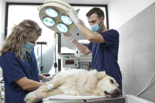 Een dierenarts verwijdert operatief een vetbultje bij een hond. 