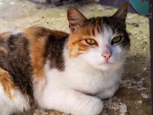 Teek op de wang van een kat moet verwijderd worden. 