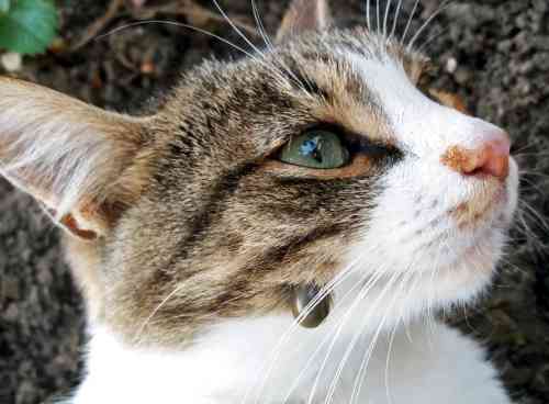 teek op de wang van een kat