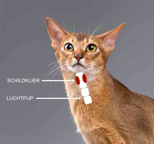 Schematische weergave van een de locatie van een schildklier bij katten. 