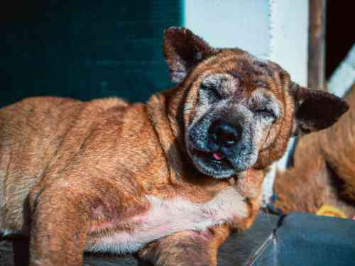 Hond met flinke huidontstekingen als gevolg van een atopie. 