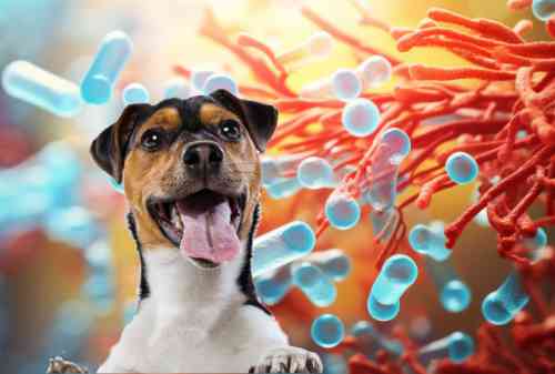 animatie van probiotica die vasthechten aan de darmvilli met op de voorgrond een foto van een hond