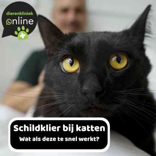 De schildklier bij katten – Wat als deze te snel werkt?