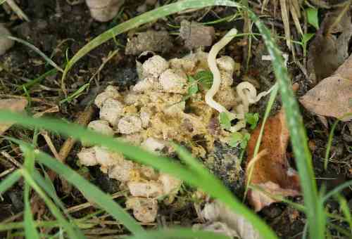 in het gras ligt braaksel van een kat met een worm erin.