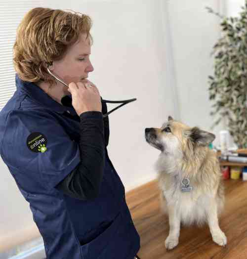 Dierenarts Nanda komt aan huis om hond te onderzoeken. 